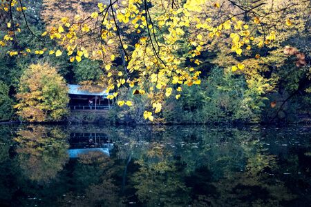 Morning lake. In the fall