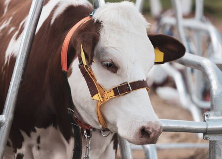 calf lies against the background of the cow stall.の写真素材