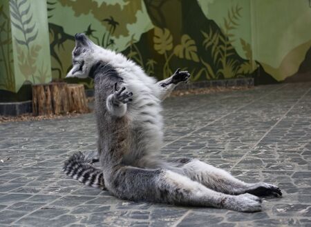 Close Up portrait Of Ring Tailed Lemur, posing monkey.