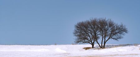 Winter landscape. White snow above tree. panoramaの写真素材