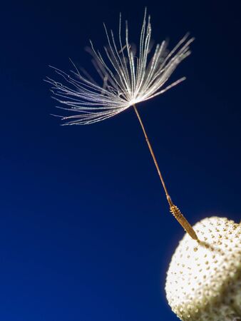 one last dandelion seed macro photo on a blue backgroundの写真素材