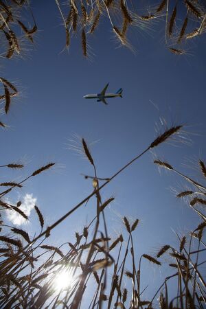 passenger plane over a wheat field view from the ground, freedom ecology recreation conceptの写真素材