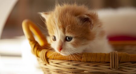 Ginger kitten in wood basket.の写真素材