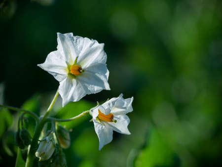 Potato flowers blossom in sunlight grow in plant.の写真素材