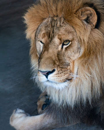 close-up of an African lionの写真素材