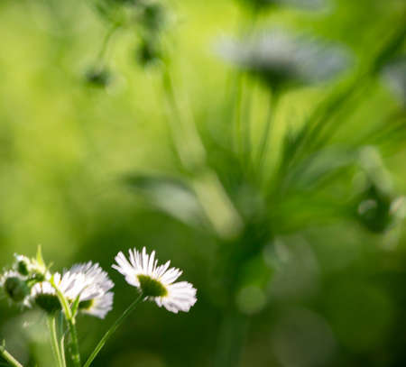 Soft focus bokeh background of Flowersの写真素材