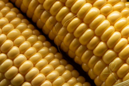 Fresh Corn on Cobs, top view, closeup