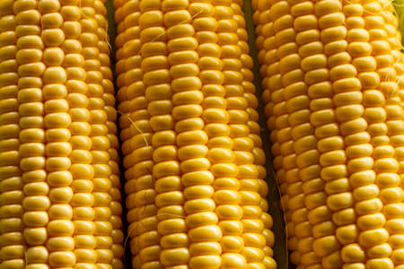 Fresh Corn on Cobs, top view, closeup