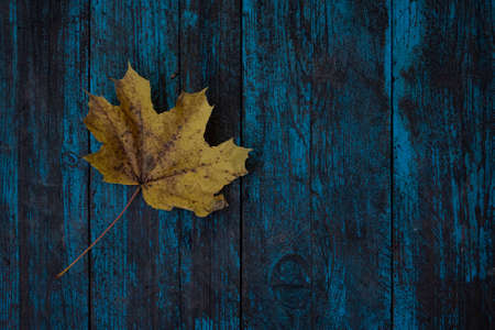 autumn leaf on wood blue background (top view) orange leaf on old grunge wood deck, copy place for...
