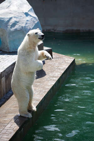 Polar bear standing, White animal in the natureの写真素材