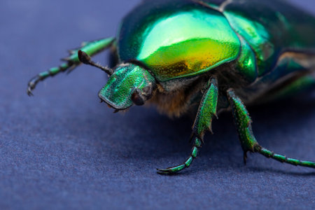 Macrophotography of beetle bronze, Ð¡etonia aurataの写真素材