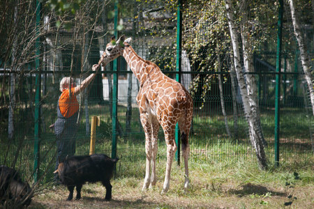 Belgorod , Russia - AUG, 5, 2018: woman is feeding a giraffe.のeditorial素材