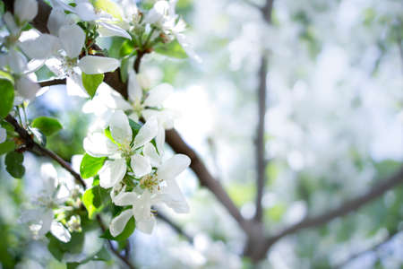 spring tree with flower on sky beckgroundの写真素材