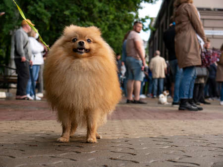 Lapdog pomeranian Spitz dog on walkway in the city.の写真素材