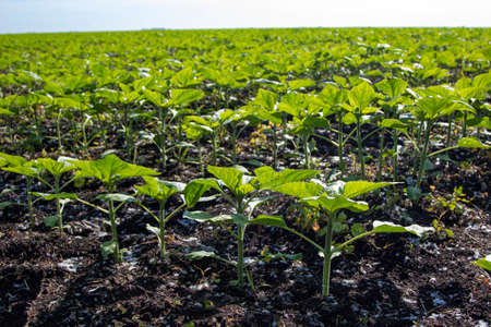 Young Green sunflower seedlings growing in a soil field. Close up on sprouting rye agricultural on a field in sunset.の写真素材