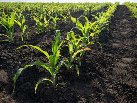 Young Green sunflower seedlings growing in a soil field. Close up on sprouting rye agricultural on a field in sunset.の写真素材