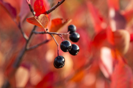 Black Chokeberry on bright autumn background leaves Bush. (Aronia melanocarpa)の写真素材
