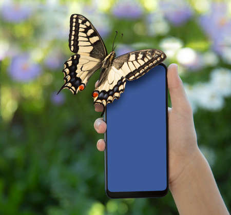 Monarch Butterfly sits on a smartphone, in hand against the backdrop of a spring gardenの写真素材
