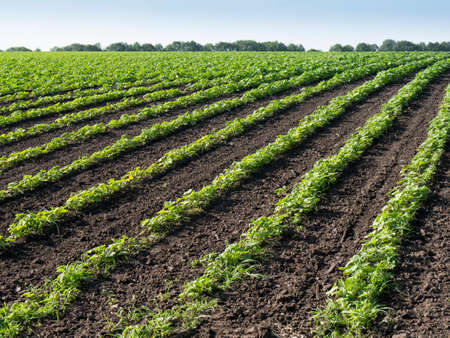 Young seedlings of green zucchini growing in a field of soil. Close up on sprouting agricultural...