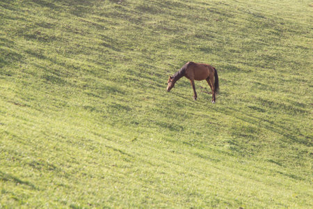 brown horse grazing in mountain meadowの写真素材