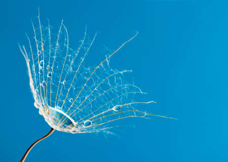 Spring dandelion seed with water drops Macro photo. beauty background of nature.