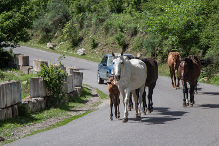 A horse blocking a car roadの写真素材