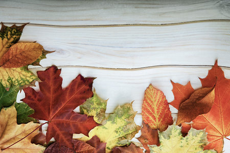 Autumn leaves Fall Rustic Wood White Background.