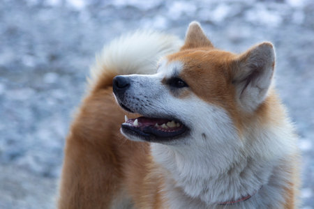 japanese akita inu dog look a walkの写真素材