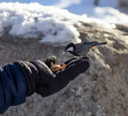 A small bird titmouse montanus eats seeds from a hand in the mountain in winterの写真素材