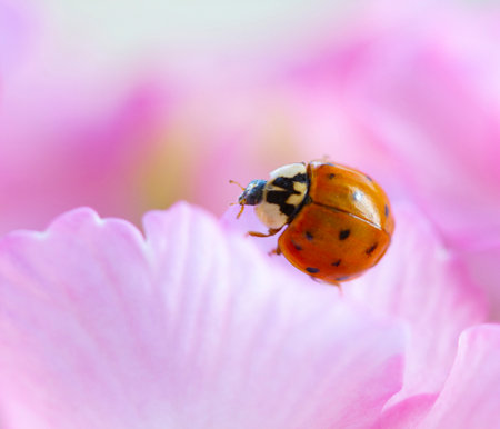red ladybug on primrose flower, ladybird creeps on stem of plant in spring in garden in summerの写真素材