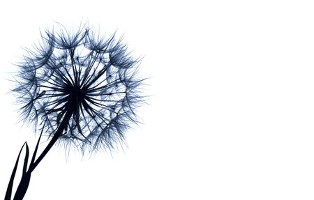Dandelion silhouette fluffy flower on a isolate on whiteの写真素材