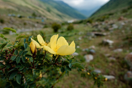 Yellow Flowers of a Persian rose (Rosa foetida) in mountains Kyrgzstanの写真素材