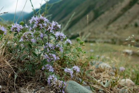 Medicinal shrub thyme plant (Thymus serpyllum) grows on a green meadow in summer mountain hill background.の写真素材