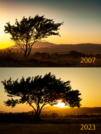16 years from one point in time, the concept of the passage of time. Single tree in the middle of lawn on mountain backgroundの写真素材