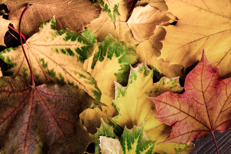 autumn leaf (top view) orange background