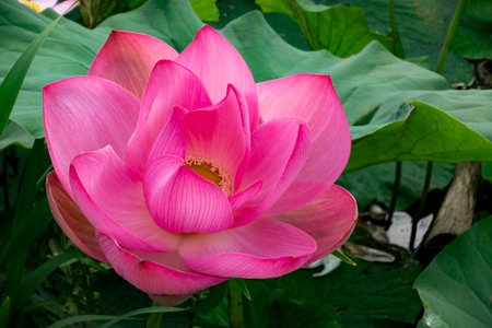 Pink Lotus waterlily in water plant in a pondの写真素材