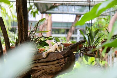 A white squrriel in orchid houseの写真素材