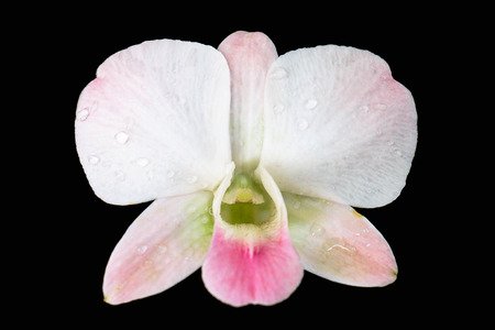 single white-pink orchid with drop of water isolated on black backgroundの写真素材