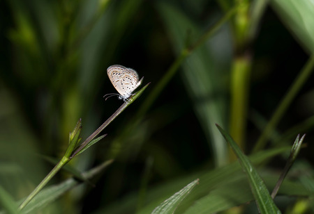 Lesser Grass Blue butterfly (Zizina otis) in a garden grassの写真素材