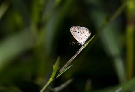 Lesser Grass Blue butterfly (Zizina otis) in a garden grassの写真素材