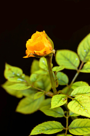 A fresh yellow rose on a black backgroundの写真素材