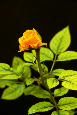 A fresh yellow rose on a black backgroundの写真素材