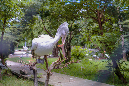 close up Crossed mouse Spot-billed pelican in Dust Zoo that disorder since it birthの写真素材