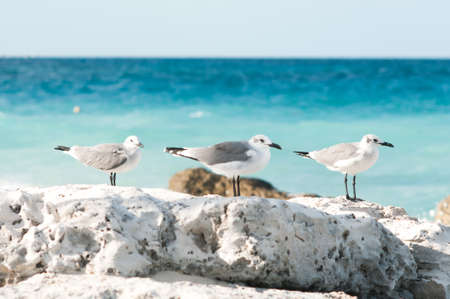 seagulls in cancun at sea sideの写真素材