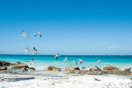 seagulls in cancun at sea sideの写真素材
