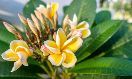 White and yellow plumeria on tree.の写真素材