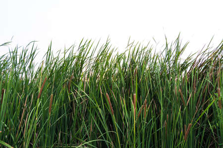 Typha latifolia, Bulrush, Broadleaf Cattail, blackamoor, flag, mace green reed on white background.の写真素材
