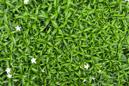 Gerdenia Crape Jasmine tiny green leaves with white flowers background.の写真素材