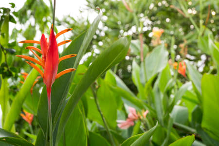 Beautiful red bird of paradise flowers in tropical garden  with blur and bokeh background.の写真素材