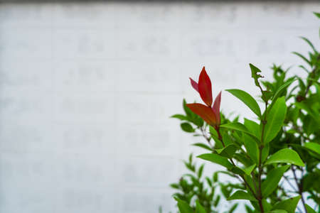 Christina leaves with white wall background, copy space. or Australian Rose Apple, Brush Cherry...